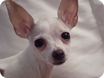 Chihuahua Dog for Sale in Romeoville, Illinois - *ADOPTED* Candy Chihuahua Dog for Sale in Romeoville, Illinois - *ADOPTED* Candy