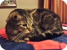 Domestic Shorthair Cat for Sale in Medford, Massachusetts - Snuggles Domestic Shorthair Cat for Sale in Medford, Massachusetts - Snuggles