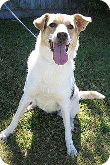 Border Collie Mix Dog for Sale in Glastonbury, Connecticut - Yahtzee Border Collie Mix Dog for Sale in Glastonbury, Connecticut - Yahtzee