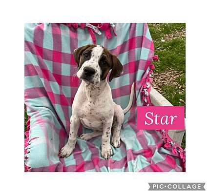 Waterbury CT Boxer Pointer Meet Star A Pet For Adoption AdoptaPet