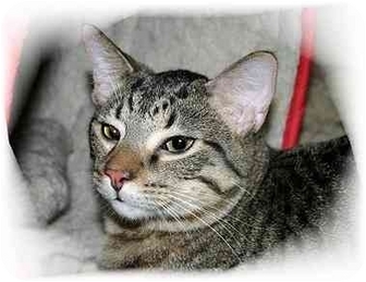 Domestic Shorthair Cat for Sale in Montgomery, Illinois - Tyler Domestic Shorthair Cat for Sale in Montgomery, Illinois - Tyler