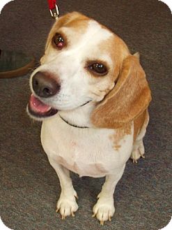 Beagle Mix Dog for Sale in Phoenix, Arizona - Mabel Beagle Mix Dog for Sale in Phoenix, Arizona - Mabel