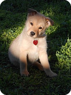 German Shepherd Dog/Labrador Retriever Mix Puppy for Sale in Torrance, California - WIGGLES German Shepherd Dog/Labrador Retriever Mix Puppy for Sale in Torrance, California - WIGGLES