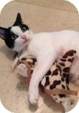 Domestic Shorthair Kitten for Sale in La Canada Flintridge, California - Jessa Domestic Shorthair Kitten for Sale in La Canada Flintridge, California - Jessa