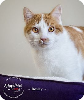 Domestic Shorthair Cat for Sale in Phoenix, Arizona - Bosley Domestic Shorthair Cat for Sale in Phoenix, Arizona - Bosley