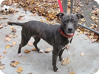 American Staffordshire Terrier Mix Dog for Sale in Southbury, Connecticut - Josie American Staffordshire Terrier Mix Dog for Sale in Southbury, Connecticut - Josie