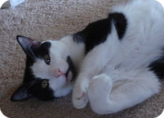 Domestic Shorthair Cat for Sale in Fountain Hills, Arizona - PICO Domestic Shorthair Cat for Sale in Fountain Hills, Arizona - PICO