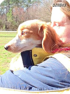 Dachshund Dog for Sale in Springfield, Virginia - Sweet Thang Dachshund Dog for Sale in Springfield, Virginia - Sweet Thang