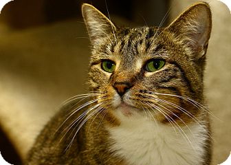 Domestic Shorthair Cat for Sale in Lombard, Illinois - Shawna Domestic Shorthair Cat for Sale in Lombard, Illinois - Shawna