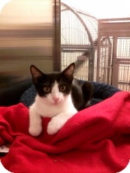 Domestic Shorthair Cat for Sale in Medford, New Jersey - Teddy Bear Ollie Domestic Shorthair Cat for Sale in Medford, New Jersey - Teddy Bear Ollie