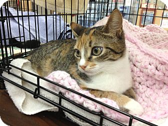 Calico Kitten for Sale in Vero Beach, Florida - Jewel-lea Calico Kitten for Sale in Vero Beach, Florida - Jewel-lea