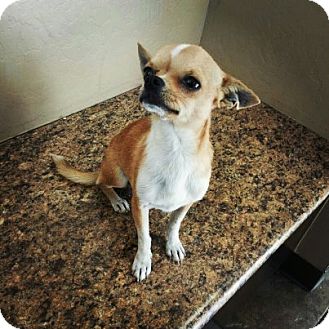 Chihuahua Dog for Sale in Scottsdale, Arizona - Sonny Chihuahua Dog for Sale in Scottsdale, Arizona - Sonny