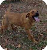 Labrador Retriever/Shepherd (Unknown Type) Mix Dog for Sale in Windham, New Hampshire - Etta James-I'm in New England! Labrador Retriever/Shepherd (Unknown Type) Mix Dog for Sale in Windham, New Hampshire - Etta James-I'm in New England!