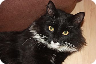 Domestic Longhair Cat for Sale in Little Falls, New Jersey - Donny (LE) Domestic Longhair Cat for Sale in Little Falls, New Jersey - Donny (LE)