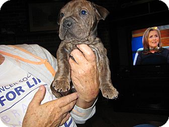 Shar Pei Mix Puppy for Sale in Danbury, Connecticut - Sherman Shar Pei Mix Puppy for Sale in Danbury, Connecticut - Sherman