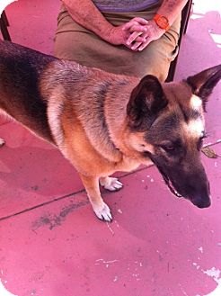 German Shepherd Dog Dog for Sale in Los Angeles, California - Nita - beautiful GSD! German Shepherd Dog Dog for Sale in Los Angeles, California - Nita - beautiful GSD!