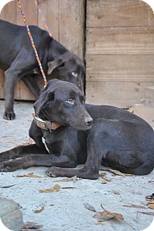 Labrador Retriever Mix Puppy for Sale in cumberland, Rhode Island - Karma Labrador Retriever Mix Puppy for Sale in cumberland, Rhode Island - Karma