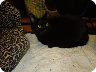 Domestic Shorthair Cat for Sale in Medina, Ohio - Cacia Domestic Shorthair Cat for Sale in Medina, Ohio - Cacia