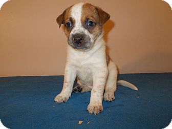 Boxer/Labrador Retriever Mix Puppy for Sale in Gibbsboro, New Jersey - SR 104 Boxer/Labrador Retriever Mix Puppy for Sale in Gibbsboro, New Jersey - SR 104