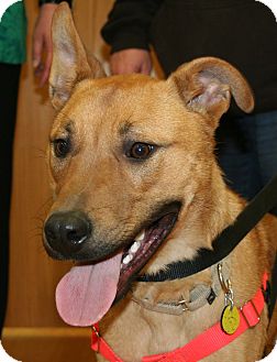 Shepherd (Unknown Type)/Labrador Retriever Mix Dog for Sale in North Olmsted, Ohio - Jimmy Shepherd (Unknown Type)/Labrador Retriever Mix Dog for Sale in North Olmsted, Ohio - Jimmy