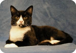 Domestic Shorthair Cat for Sale in Sacramento, California - Austin Domestic Shorthair Cat for Sale in Sacramento, California - Austin