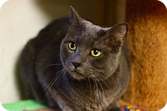 Domestic Shorthair Cat for Sale in Lombard, Illinois - Reed Richards Domestic Shorthair Cat for Sale in Lombard, Illinois - Reed Richards