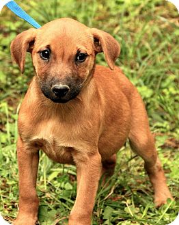 Shepherd (Unknown Type)/Boxer Mix Puppy for Sale in Allentown, Pennsylvania - Patty ($50.00 off) Shepherd (Unknown Type)/Boxer Mix Puppy for Sale in Allentown, Pennsylvania - Patty ($50.00 off)