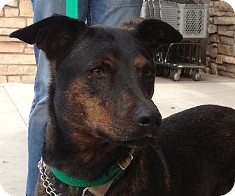 Doberman Pinscher/German Shepherd Dog Mix Dog for Sale in Chandler, Arizona - Bailey Doberman Pinscher/German Shepherd Dog Mix Dog for Sale in Chandler, Arizona - Bailey
