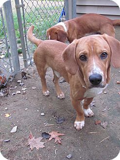 Basset Hound Mix Dog for Sale in Southern, Maine - Sly-LOCAL Basset Hound Mix Dog for Sale in Southern, Maine - Sly-LOCAL