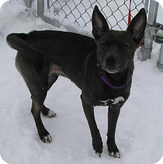 Boston Terrier/Shiba Inu Mix Dog for Sale in Lisbon, Ohio - Waverly Boston Terrier/Shiba Inu Mix Dog for Sale in Lisbon, Ohio - Waverly