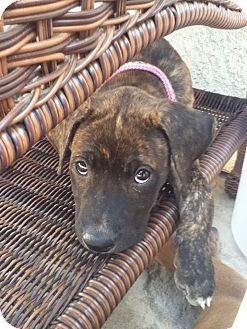 Dutch Shepherd/Labrador Retriever Mix Puppy for Sale in Torrance, California - Nena Dutch Shepherd/Labrador Retriever Mix Puppy for Sale in Torrance, California - Nena