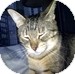 Domestic Shorthair Kitten for Sale in Vancouver, British Columbia - Fern Domestic Shorthair Kitten for Sale in Vancouver, British Columbia - Fern