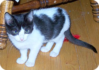 Domestic Shorthair Kitten for Sale in Troy, Michigan - Maurice Domestic Shorthair Kitten for Sale in Troy, Michigan - Maurice