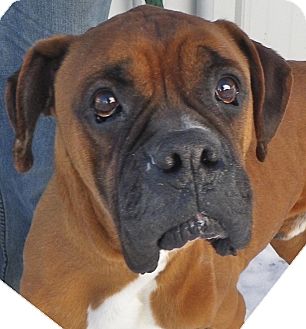 Boxer Dog for Sale in Brookville, Indiana - Trooper Boxer Dog for Sale in Brookville, Indiana - Trooper