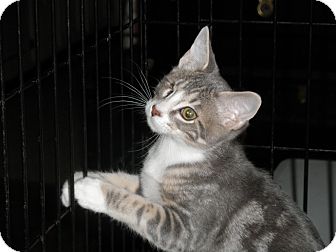 Domestic Shorthair Kitten for Sale in Middletown, Connecticut - Cameron Domestic Shorthair Kitten for Sale in Middletown, Connecticut - Cameron