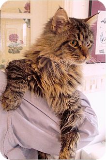Maine Coon Cat for Sale in Vacaville, California - James Maine Coon Cat for Sale in Vacaville, California - James