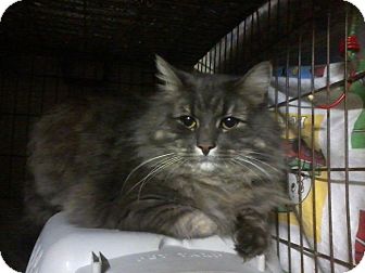 Domestic Mediumhair Cat for Sale in Salem, New Hampshire - Bentley Domestic Mediumhair Cat for Sale in Salem, New Hampshire - Bentley
