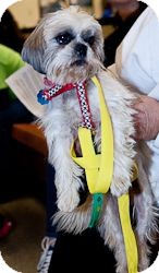 Shih Tzu Dog for Sale in Loudonville, New York - Mercy Shih Tzu Dog for Sale in Loudonville, New York - Mercy