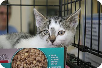 Domestic Shorthair Kitten for Sale in East Brunswick, New Jersey - Duffy Domestic Shorthair Kitten for Sale in East Brunswick, New Jersey - Duffy