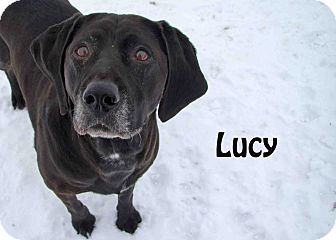 Retriever (Unknown Type) Mix Dog for Sale in Hamilton, Montana - lucy Retriever (Unknown Type) Mix Dog for Sale in Hamilton, Montana - lucy