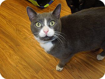 Domestic Shorthair Cat for Sale in Medina, Ohio - Smoke Domestic Shorthair Cat for Sale in Medina, Ohio - Smoke
