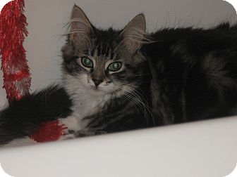 Domestic Longhair Kitten for Sale in Speonk, New York - Paget Domestic Longhair Kitten for Sale in Speonk, New York - Paget