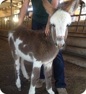 Donkey/Mule/Burro/Hinny/Miniature Mix for Sale in Bangor, California - Loki Donkey/Mule/Burro/Hinny/Miniature Mix for Sale in Bangor, California - Loki
