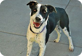 Border Collie Mix Dog for Sale in Cheyenne, Wyoming - Penny Border Collie Mix Dog for Sale in Cheyenne, Wyoming - Penny