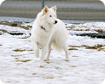 Husky/Shepherd (Unknown Type) Mix Dog for Sale in Meridian, Idaho - Faith Husky/Shepherd (Unknown Type) Mix Dog for Sale in Meridian, Idaho - Faith