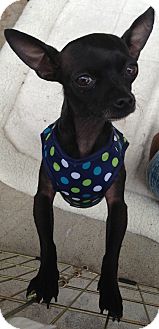 Chihuahua Mix Dog for Sale in San Diego, California - Noche Chihuahua Mix Dog for Sale in San Diego, California - Noche