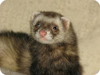 Ferret for Sale in South Hadley, Massachusetts - Teddy Ferret for Sale in South Hadley, Massachusetts - Teddy