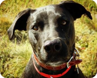 Boxer/Labrador Retriever Mix Dog for Sale in Cheyenne, Wyoming - Sage Boxer/Labrador Retriever Mix Dog for Sale in Cheyenne, Wyoming - Sage
