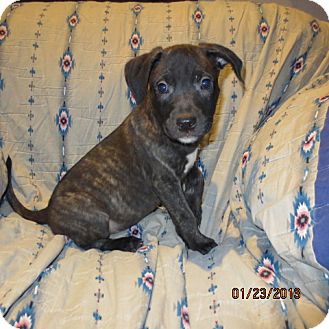 Retriever (Unknown Type)/Catahoula Leopard Dog Mix Puppy for Sale in Westminster, Colorado - Huckleberry Retriever (Unknown Type)/Catahoula Leopard Dog Mix Puppy for Sale in Westminster, Colorado - Huckleberry