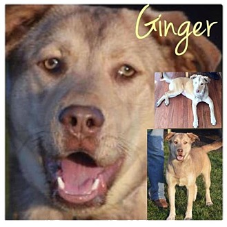German Shepherd Dog/Husky Mix Dog for Sale in Westland, Michigan - Ginger German Shepherd Dog/Husky Mix Dog for Sale in Westland, Michigan - Ginger